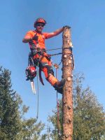 Baumfällungen und Gartenservice Rheinland-Pfalz - Billigheim-Ingenheim Vorschau