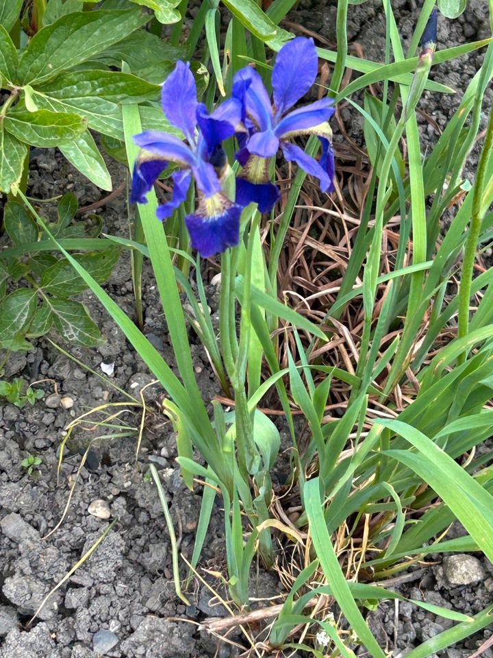 Iris Schwertlilie Staude Pflanze in Würselen