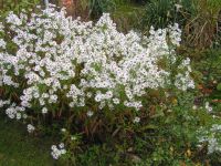 Herbstaster - weiß - kleinblütig Rheinland-Pfalz - Worms Vorschau