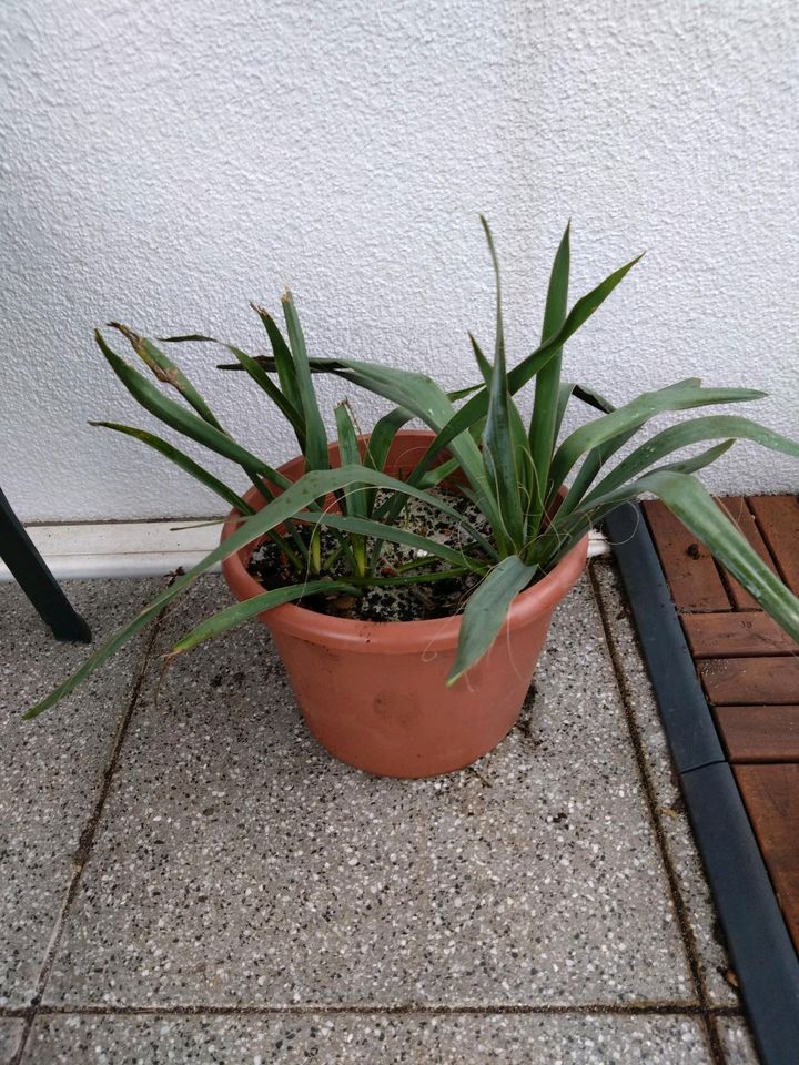 Yucca pflanze in Hamburg