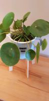 Pilea Pflanze Zimmerpflanze UFO Pfnaze Skandi Botsnic Hannover - Misburg-Anderten Vorschau