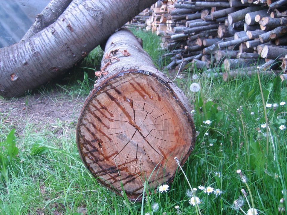 Stammholz Kirschbaum Stamm Holzblock in Woerth an der Donau