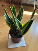 Sansevieria Zimmerpflanze Niedersachsen - Emstek Vorschau