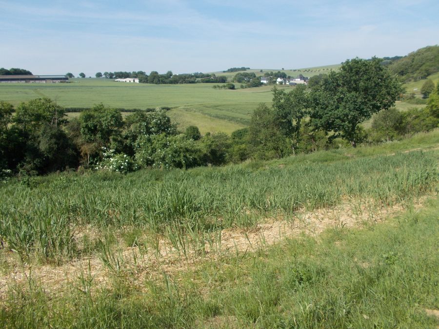 Rentables Miscanthusfeld, Lagerplatz, Waldstück in der Nähe von Kobern-Gondorf in Kobern-Gondorf