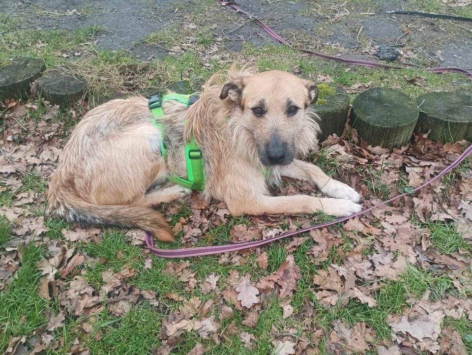 Ayla - eine ruhige Schönheit sucht ein Zuhause in Rietberg