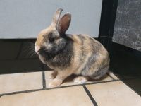 2 Kaninchen,auch einzeln zu verkaufen Bayern - Ingolstadt Vorschau