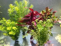 5 Bund Aquariumpflanzen gegen Algen im Aquarium Wasserpflanzen Bayern - Kleinaitingen Vorschau