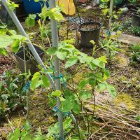 Rosseblumen Garten Pflanzen Duftblumn Nordrhein-Westfalen - Bad Oeynhausen Vorschau