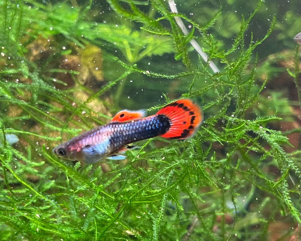 Guppys, Endler Guppys, Fische, Aquariumfische in Oranienburg