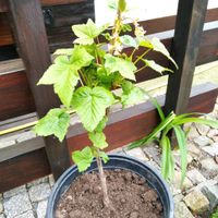 Disteln Pfl. Erdbeeren ,Tomaten,Johannisbeeren,Himbeeren Pflanzen Sachsen - Pirna Vorschau