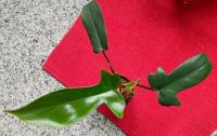 Philodendron Florida Beauty, vergrünte Kopfstecklinge Nordrhein-Westfalen - Marl Vorschau