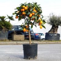 Zwergorange, Kumquat Fortunella Margarita 60-70cm hoch inkl. Topf Nordrhein-Westfalen - Oberhausen Vorschau