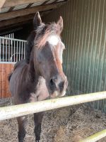 Deutsche Reitpony Stute (Beisteller) Niedersachsen - Selsingen Vorschau