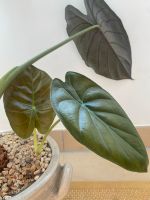 Alocasia Wentii Ableger Berlin - Charlottenburg Vorschau