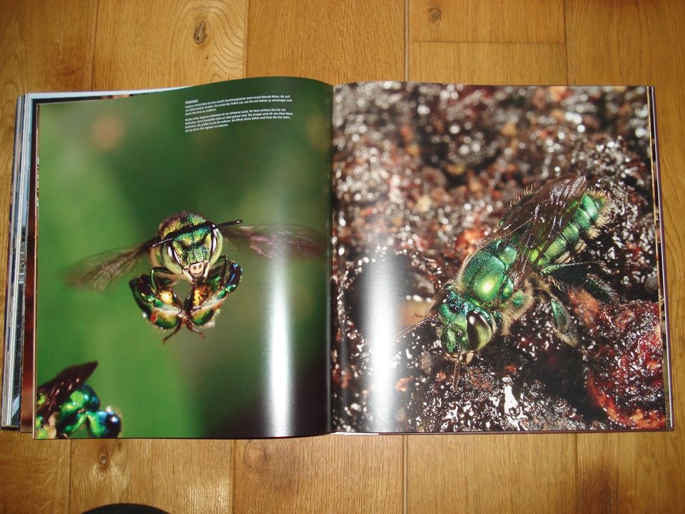 Fotobildband "Die Wege des Honigs" über Bienen, Imker und Honig in Roxel