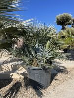 Blaue Zwergpalme, Chamaerops humilis Cerifera, frosthart Thüringen - Straußfurt Vorschau