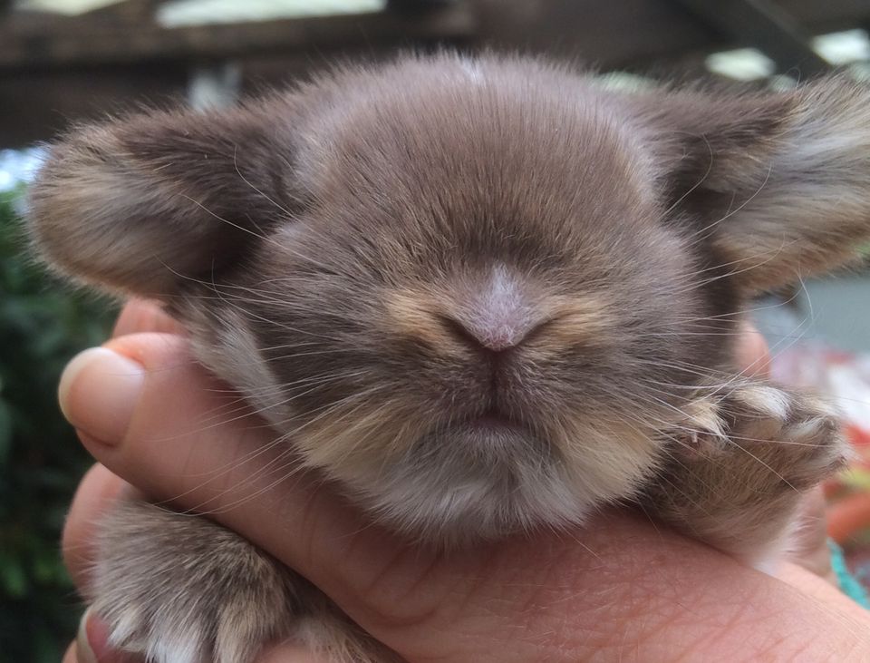 Mini Lops/Zwergwidder Kaninchen aus erfahrener, seriöser Zucht in Steinhagen