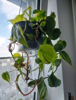 Ableger der Philodendron Nordrhein-Westfalen - Remscheid Vorschau