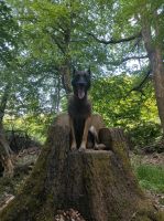 Gartengrundstück für Hundepension Baden-Württemberg - Malsch Vorschau