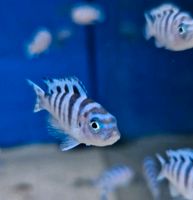 Malawi Pseudotropheus lombardoi Niedersachsen - Harsum Vorschau