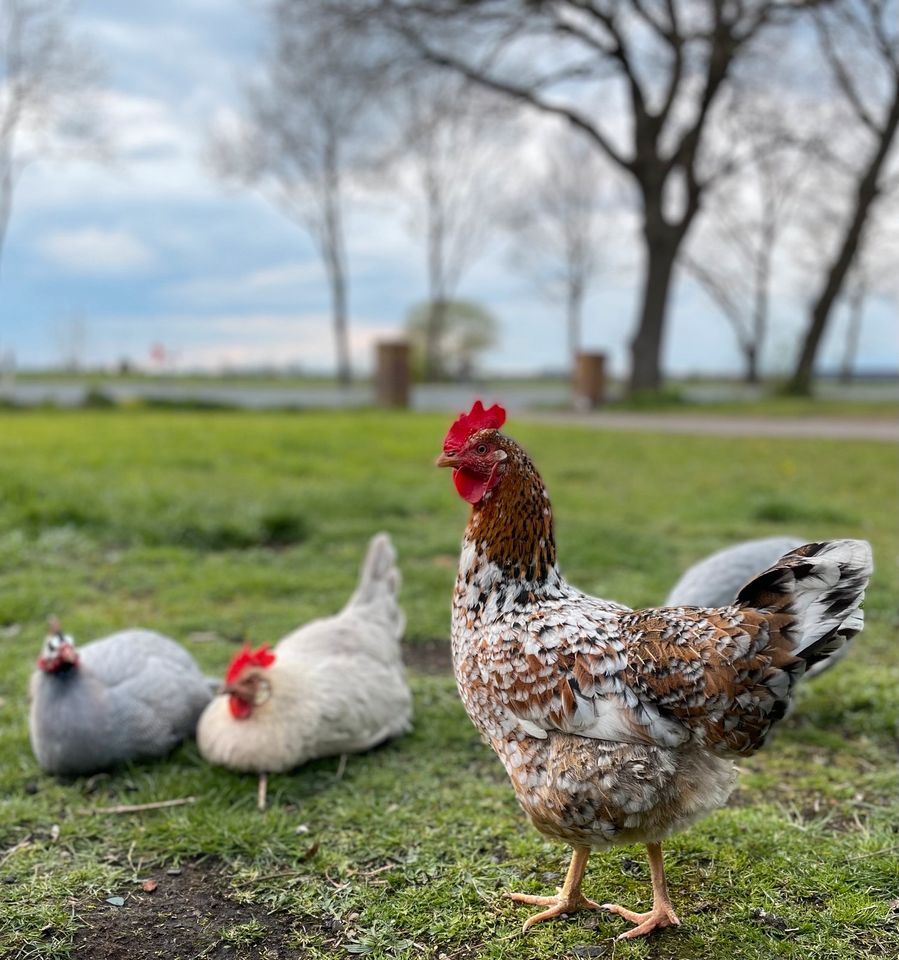 Bruteier Hühner Küken Buntleger Marans Orpington in Lemwerder