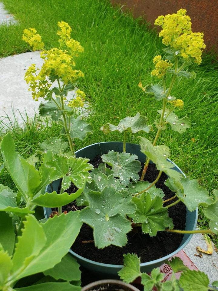 Stauden Pflanzen Palette mehrjährig Garten in NordrheinWestfalen