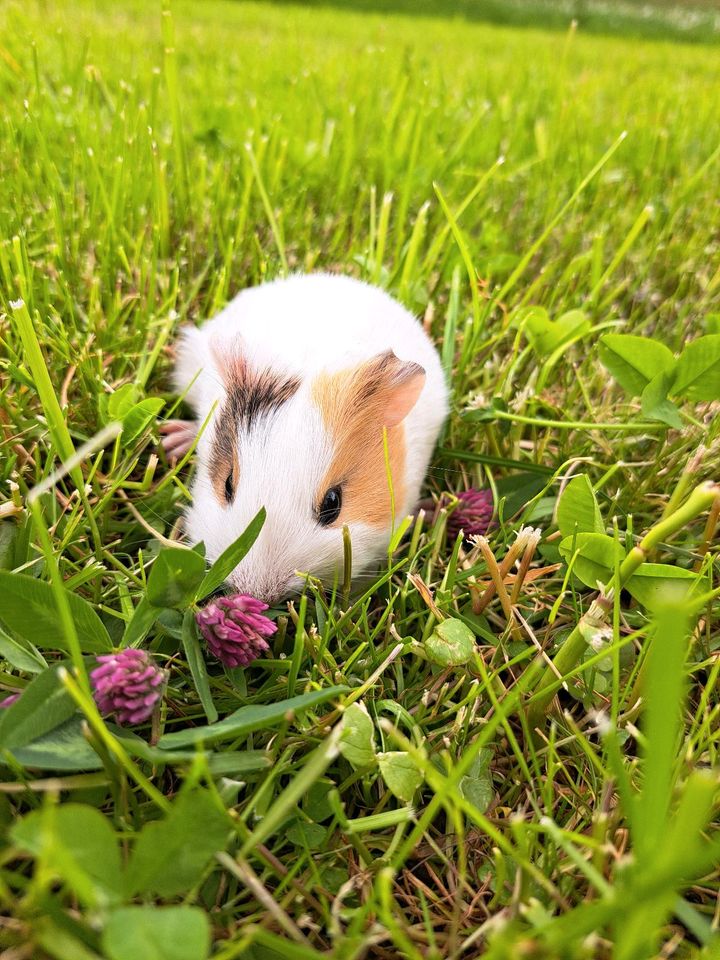 Zuckersüßes Meerschweinchen Mädchen in Kempten