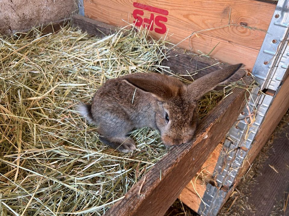 Kaninchen zu verkaufen in Gransee