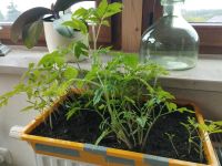 Tomatenpflanzen Thüringen - Elsterberg Vorschau