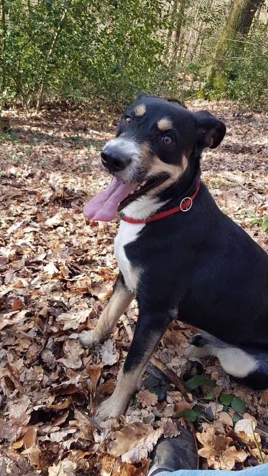 Jesper aus dem Tierschutz in Wuppertal