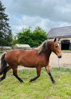 Haflinger  Pony Mix Wallach 2 jährig Brandenburg - Fehrbellin Vorschau