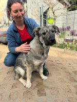 Bildschöner SEVEN ❤️ aus dem Tierschutz sucht seine Familie Sachsen-Anhalt - Möckern Vorschau