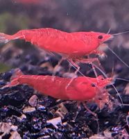 Red Sakura Zwerggarnele/Garnele-Neocaridina Sachsen-Anhalt - Staßfurt Vorschau