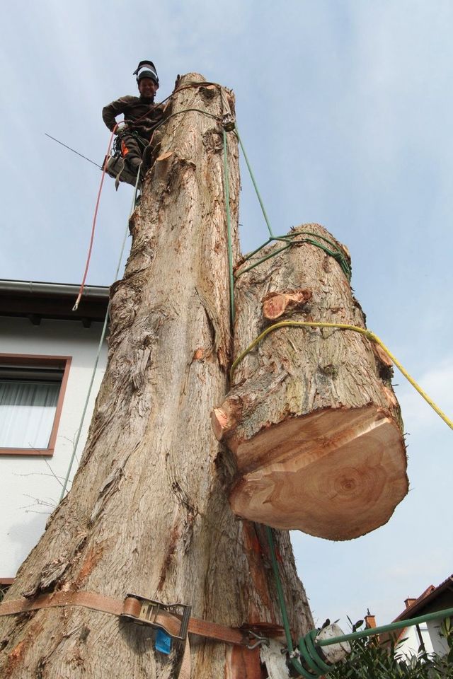 Baumpfleger und Helfer in Sailauf