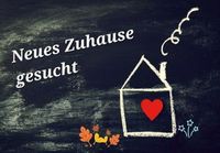 Wohnung oder Haus gesucht Beuel - Pützchen/Bechlinghoven Vorschau