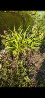 Gras Segge Pflanze Garten Nordrhein-Westfalen - Hennef (Sieg) Vorschau