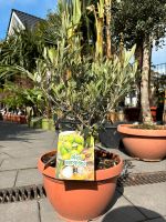 Olivenbaumstrauch (Olea europaea) 60/70 cm Olivenbaum Angebot% Nordrhein-Westfalen - Borgholzhausen Vorschau