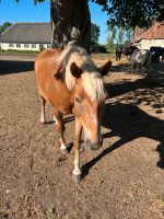 Reitbeteiligung auf Verlasspferd Niedersachsen - Stixe Vorschau