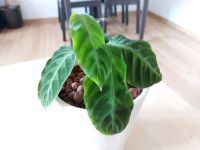 Calathea warscewiczii Korbmarante etablierte Pflanze Hannover - Nord Vorschau