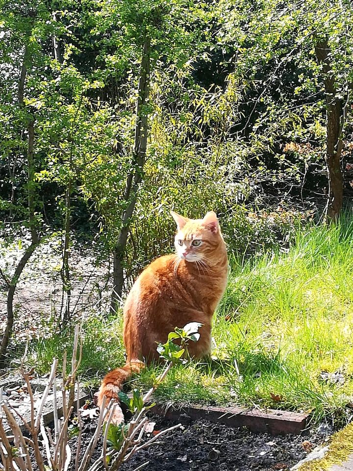 Der Yoshi sucht ein neues liebevolles Zuhause. in Osterholz-Scharmbeck