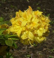 Azalee Golden Lights 40-50cm - Rhododendron luteum - Alpenrose Niedersachsen - Bad Zwischenahn Vorschau