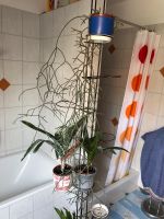 Kaktus Hängende Pflanze Kreis Ostholstein - Kasseedorf Vorschau