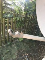 Satelliten Antenne 60 cm Nordrhein-Westfalen - Gronau (Westfalen) Vorschau