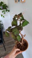 Begonia begonie Boomer Zimmerpflanzen Rheinland-Pfalz - Berod bei Höchstenbach Vorschau