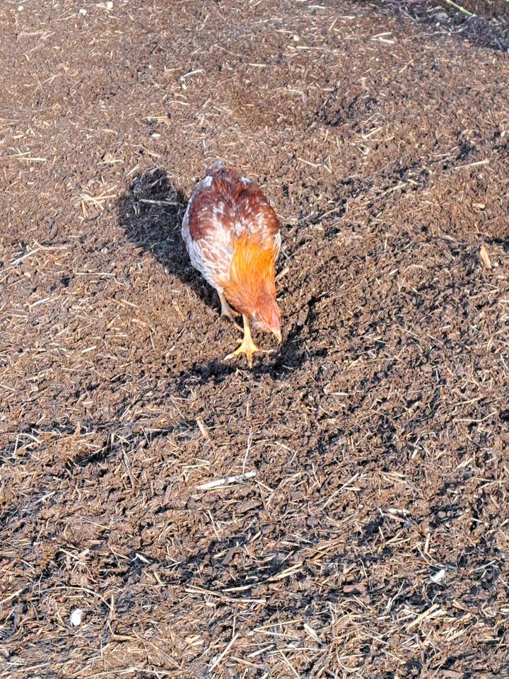 Hahn Grünleger Henne Huhn Hinkel Hohnastier in Thalfang