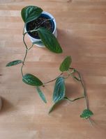 Monstera karstenianum, etablierte Pflanze Hannover - Misburg-Anderten Vorschau