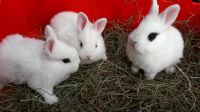 Junge Kaninchen zu verkaufen Niedersachsen - Wittmund Vorschau