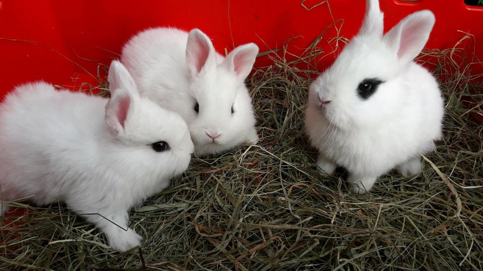 Junge Kaninchen zu verkaufen in Wittmund