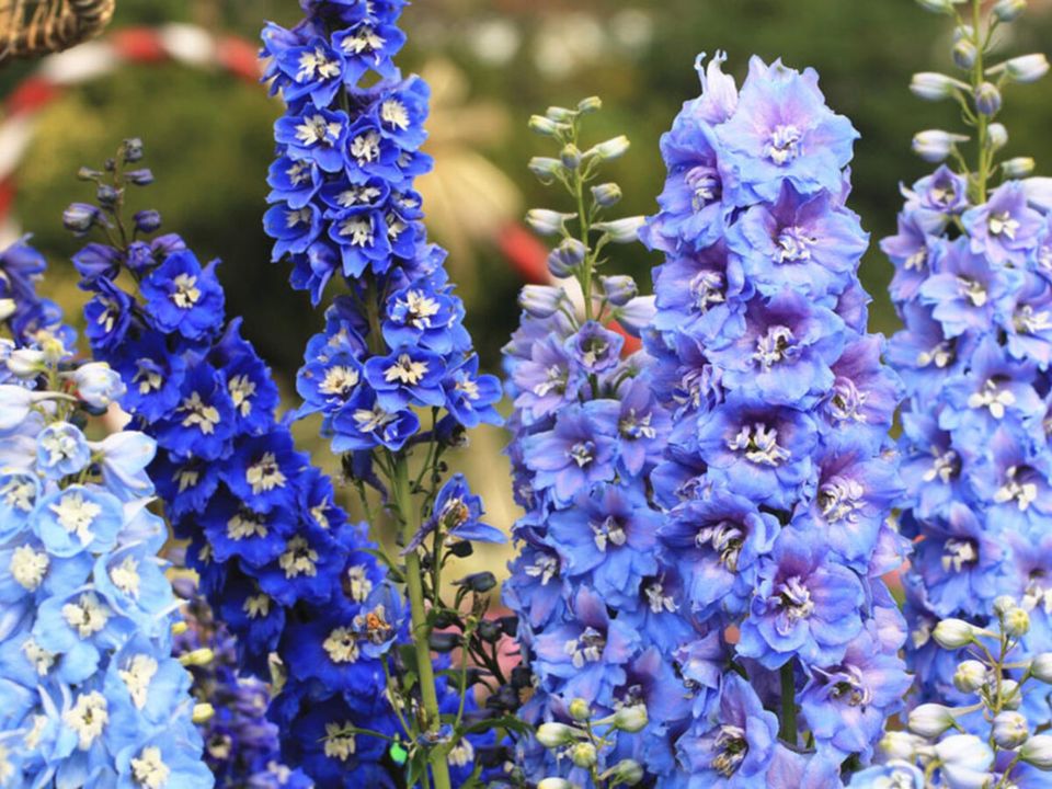 Blauer Rittersporn - Bienen + Hummeln - 100 Samen in Rietberg