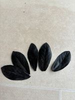 Glücksfeder Zamioculcas Black raven Ableger Nordrhein-Westfalen - Meinerzhagen Vorschau